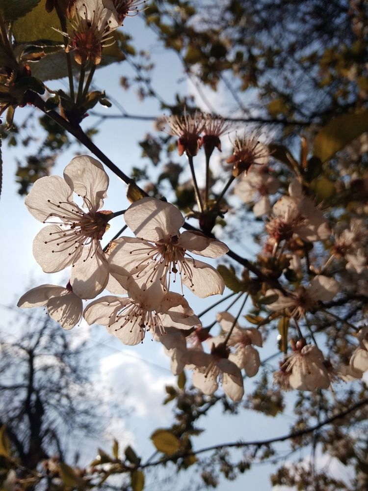 Photograph by Ирина Грицаенко-Шимановская
