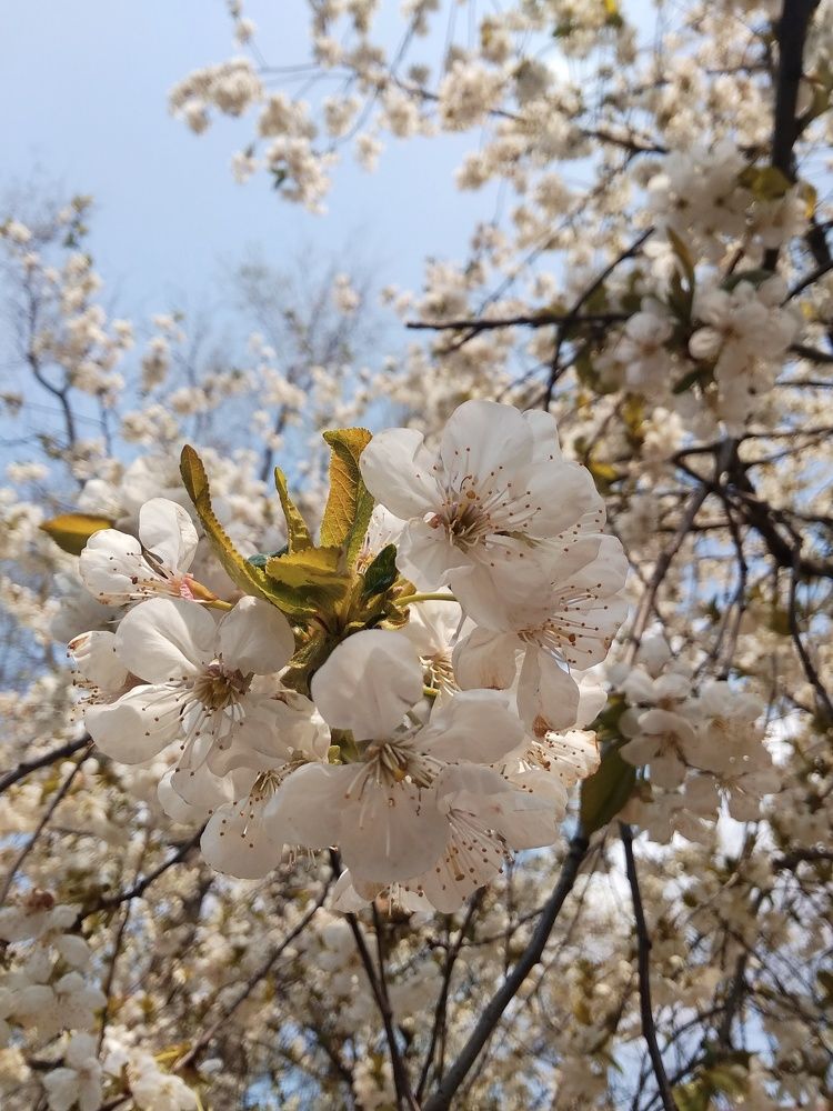 Photograph by Ирина Грицаенко-Шимановская