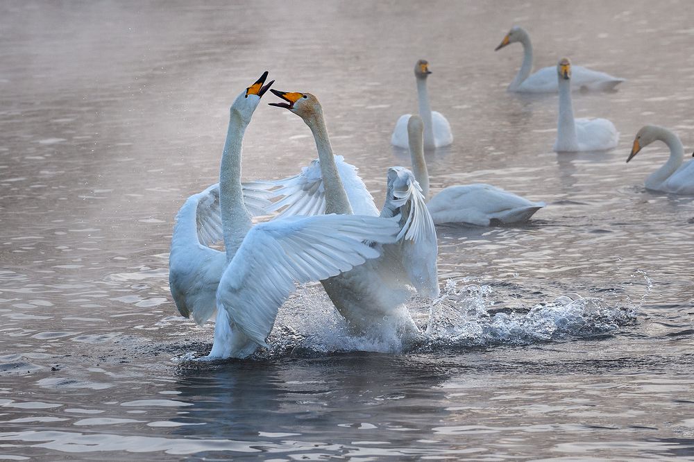 Лебединый вальс!