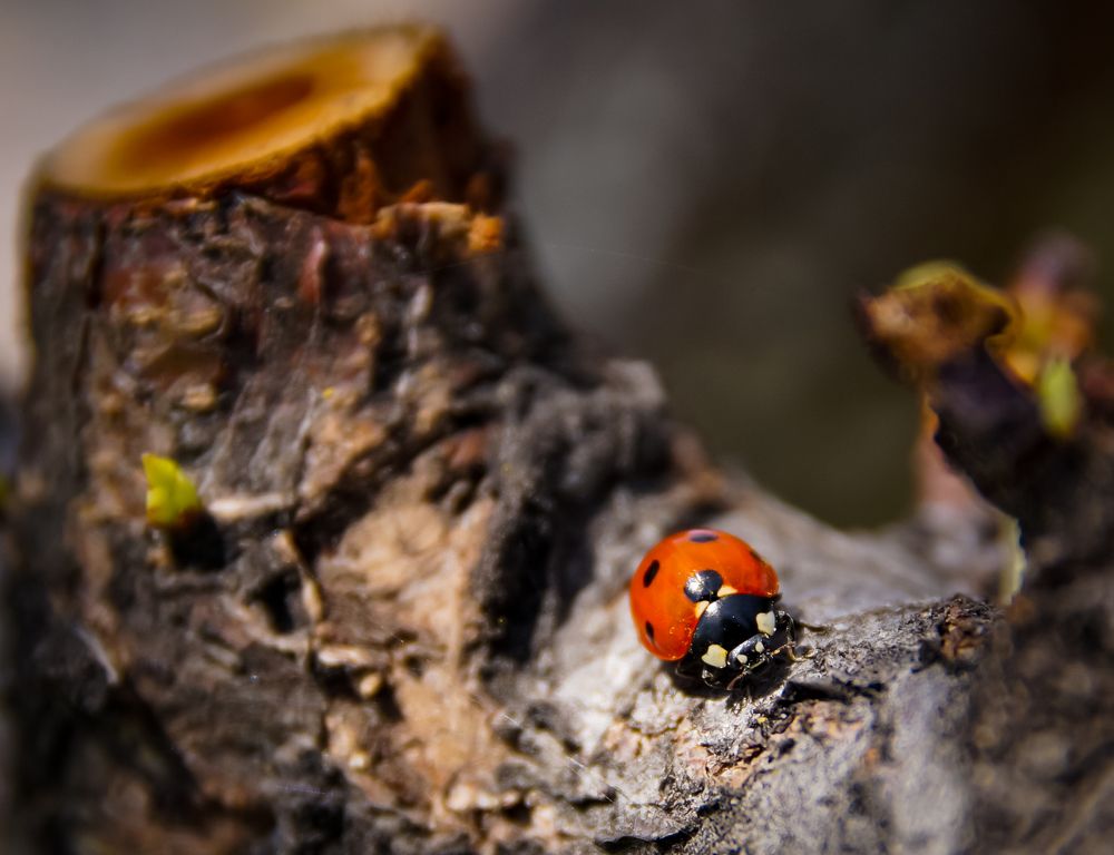 Photograph by Dmitriy  Dodonov