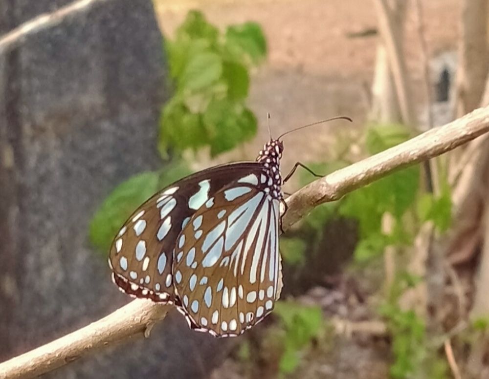 Photograph by Sajal Menon