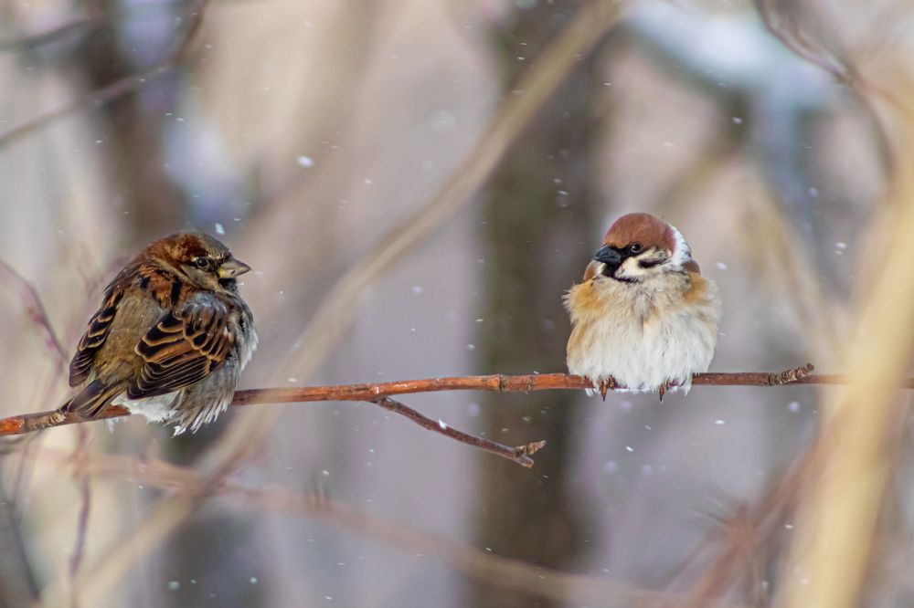 Photograph by Илья Нелюбин