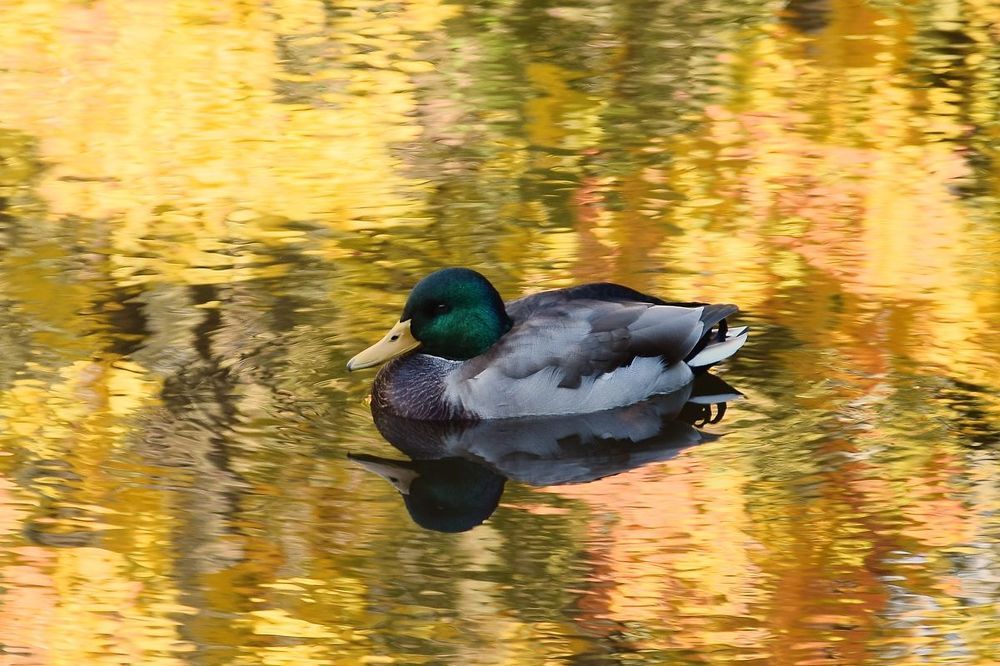 Дикий животный мир