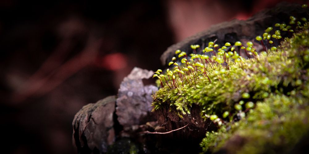 Зеленый лес