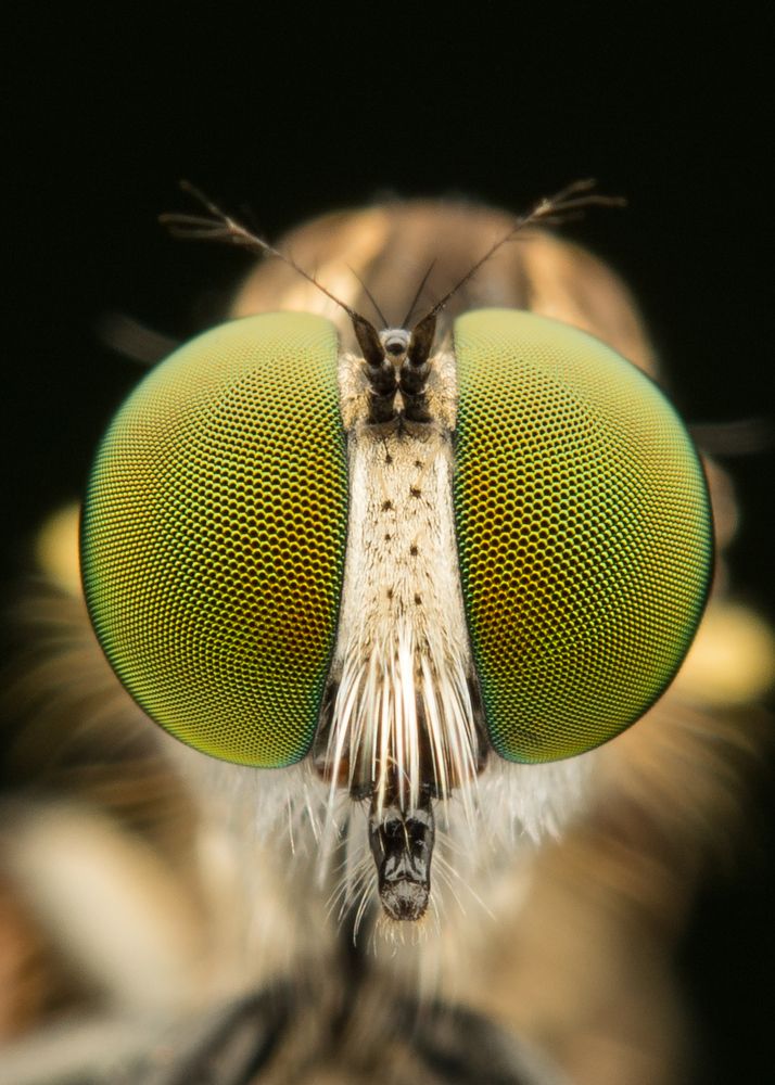 the eye of robberfly