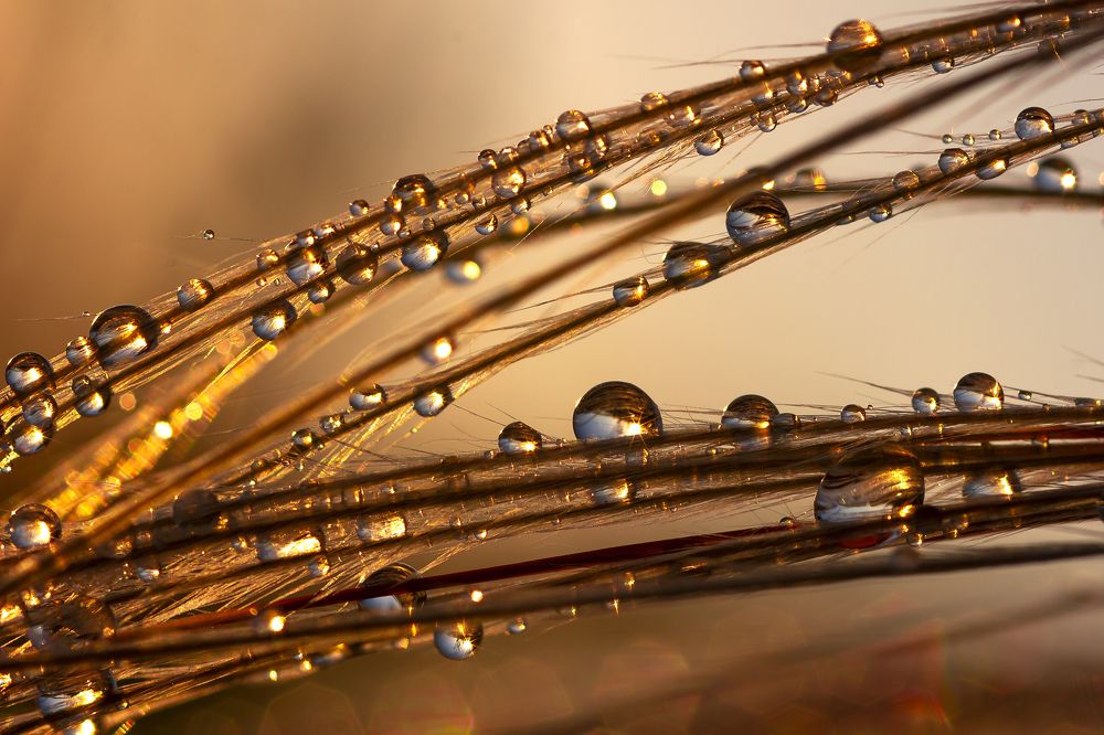 Золотые россыпи