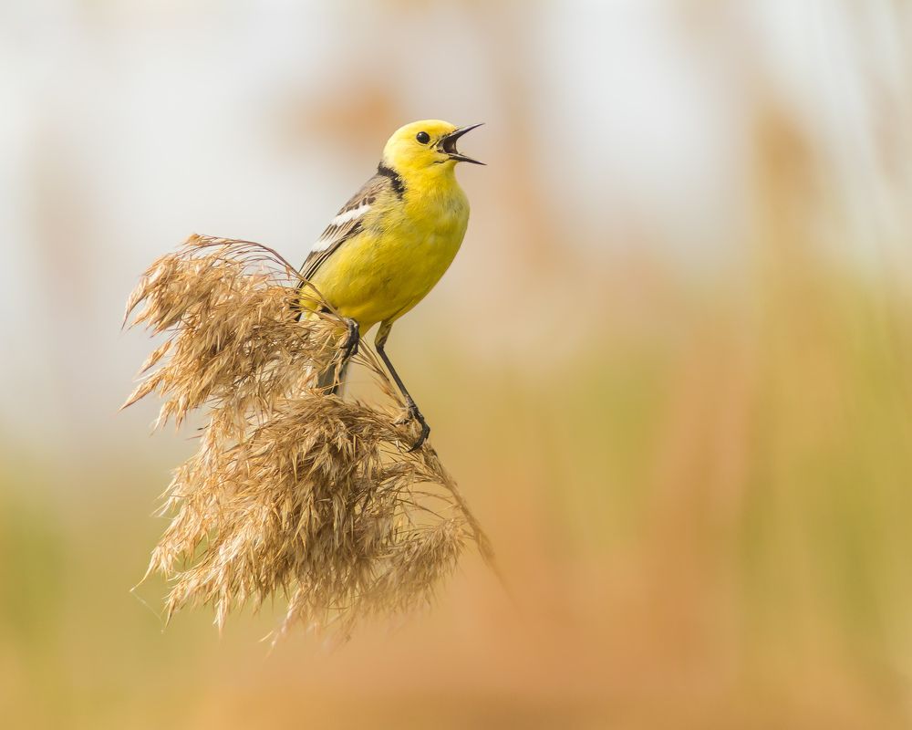 Желтоголовая трясогузка