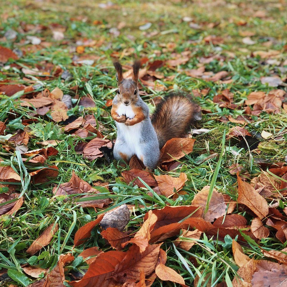 Photograph by Анастасия Племениченко