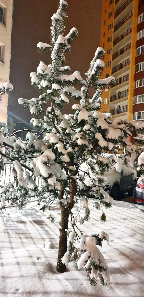 Вечер в Санкт-Петербурге