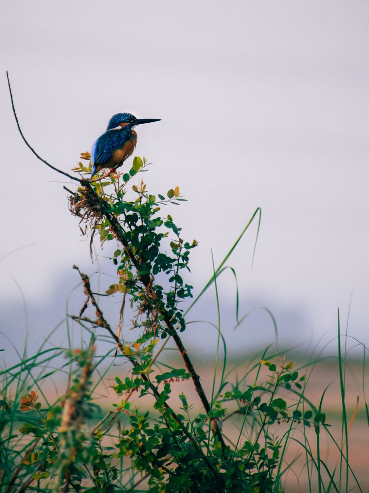 Фотография автора Arpit Dhore