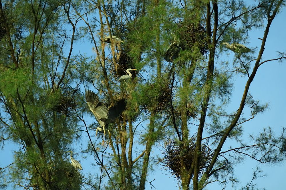 The Heron