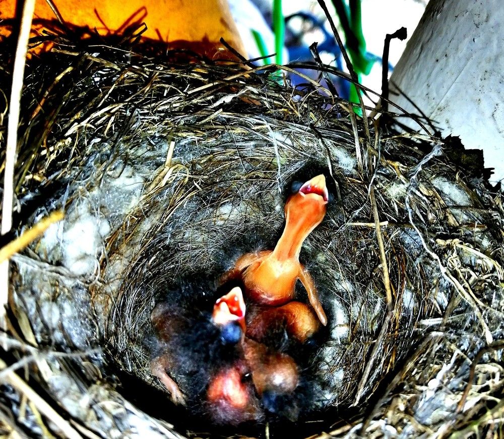 Гнездо коноплянки.