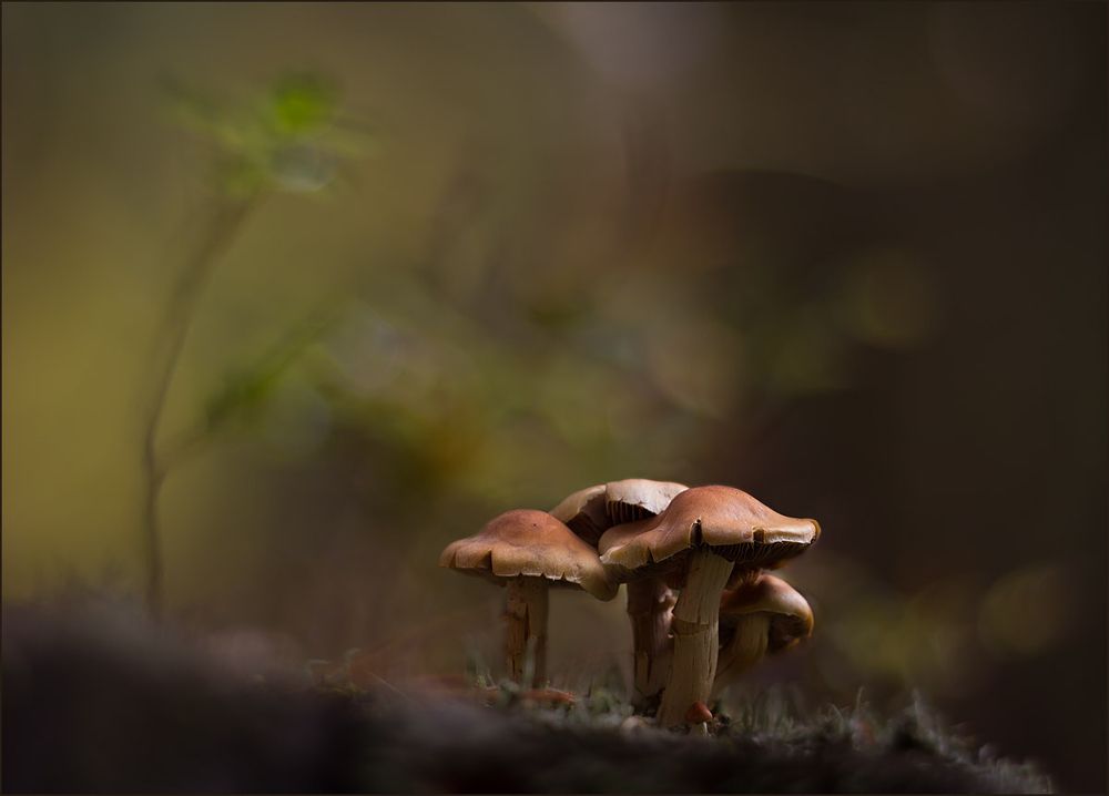 Photograph by Смирнов Андрей