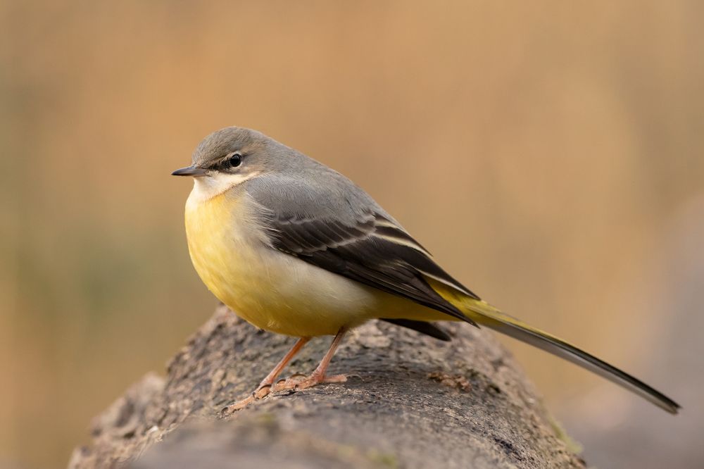 Фотография автора MARIA KULA