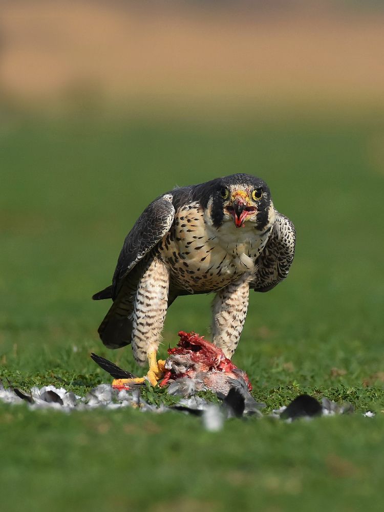 Peregrine with pigeon kill