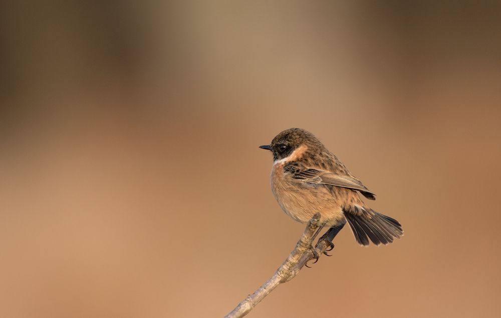 Фотография автора MARIA KULA