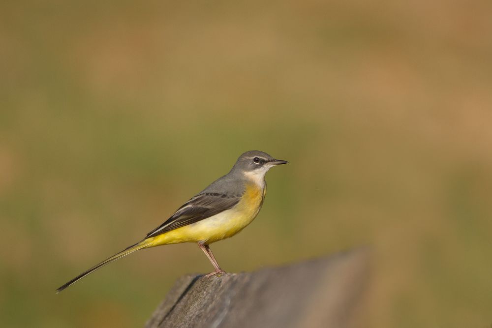 Фотография автора MARIA KULA