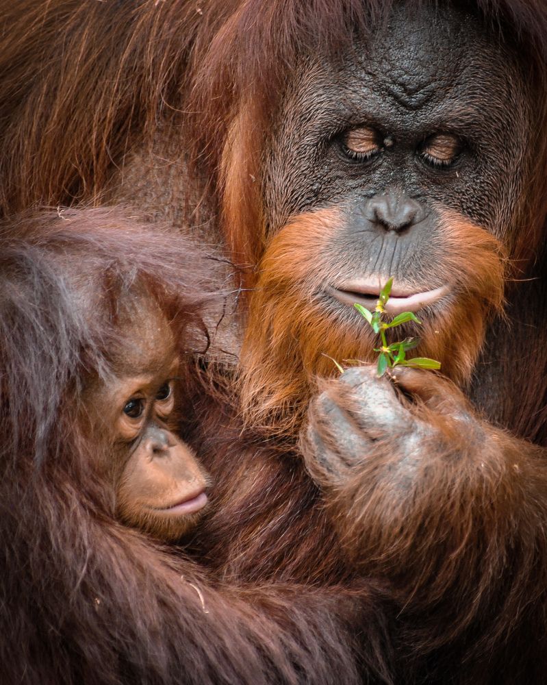 Mother and Child Moment of The Orangutans