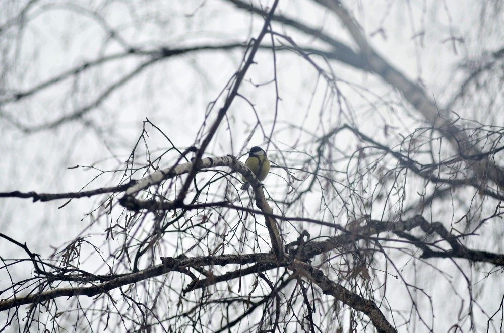 Photograph by dmitrii