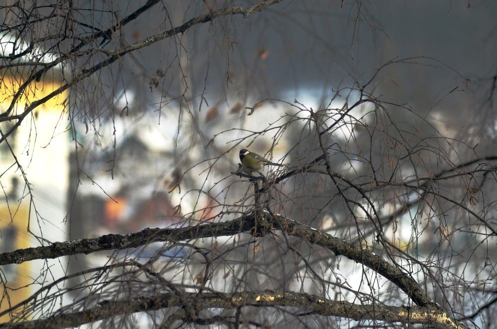 Photograph by dmitrii