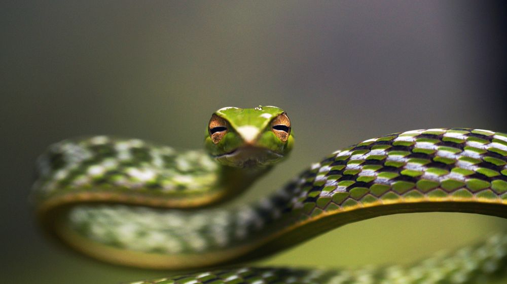 Indian Green Vine Snake