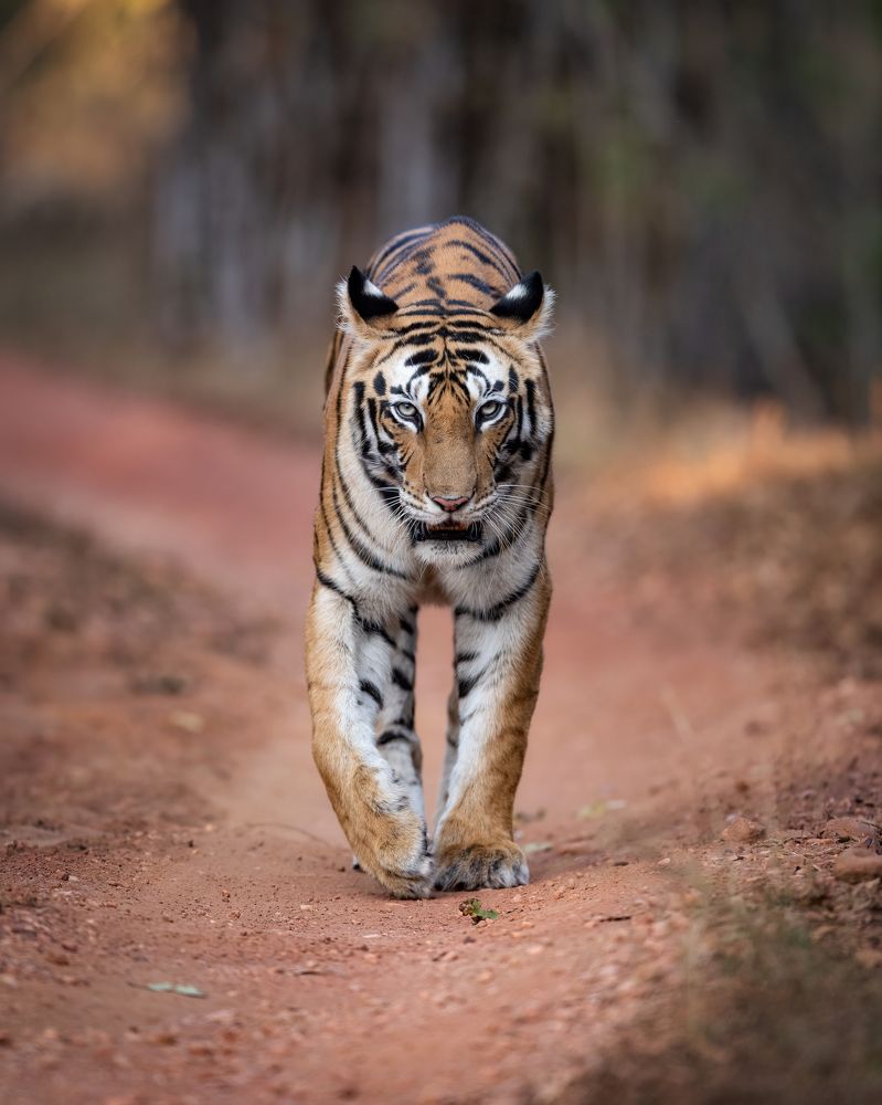 Photograph by Nimit Virdi