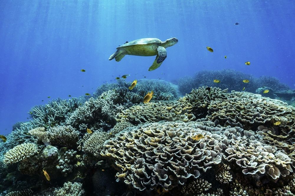 Photograph by Serge Melesan