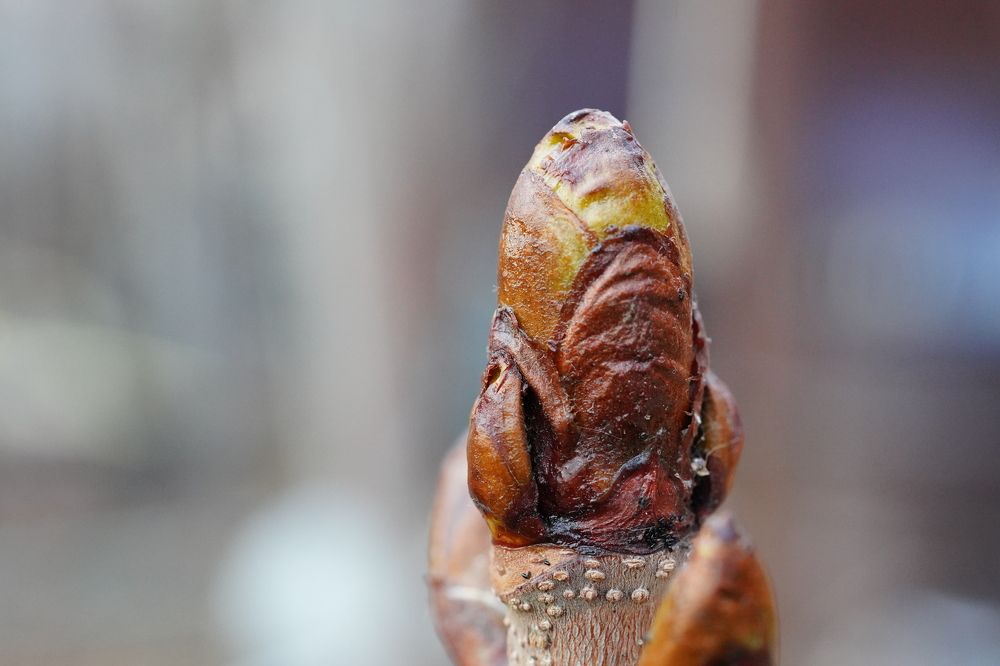 Конский каштан