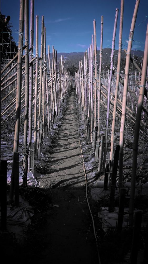 Photograph by Lal Biak Chhunga