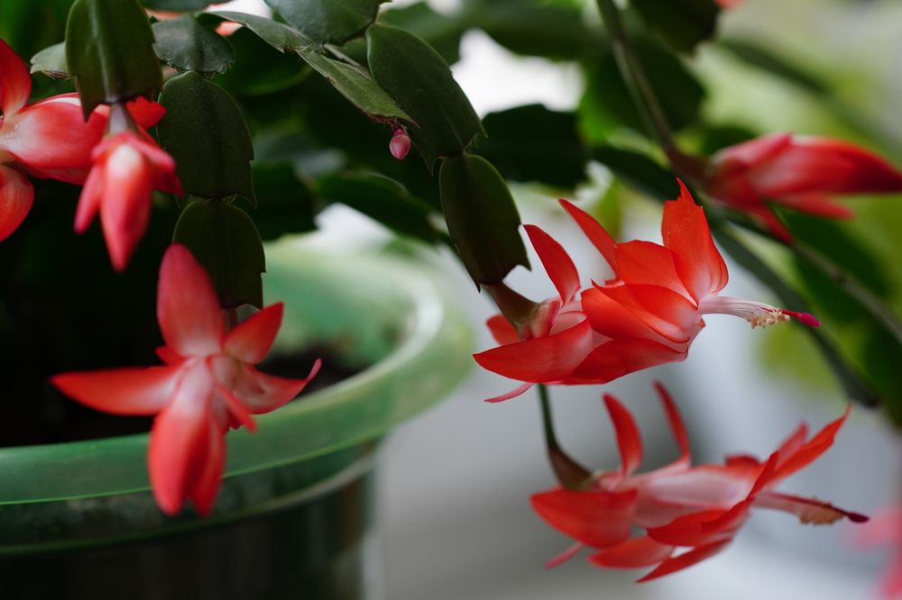 Декабрист домашний