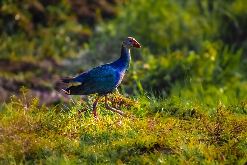 Photograph by SUJITH VARGHESE