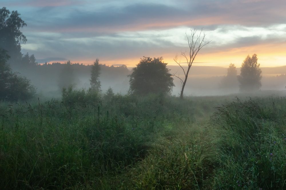 ТУМАН ПОСЛЕ ДОЖДЯ