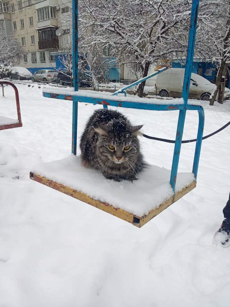 Photograph by limboi serhii