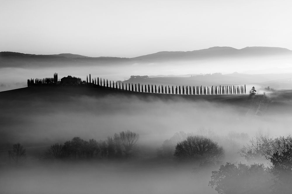 Cypress trees in the mist