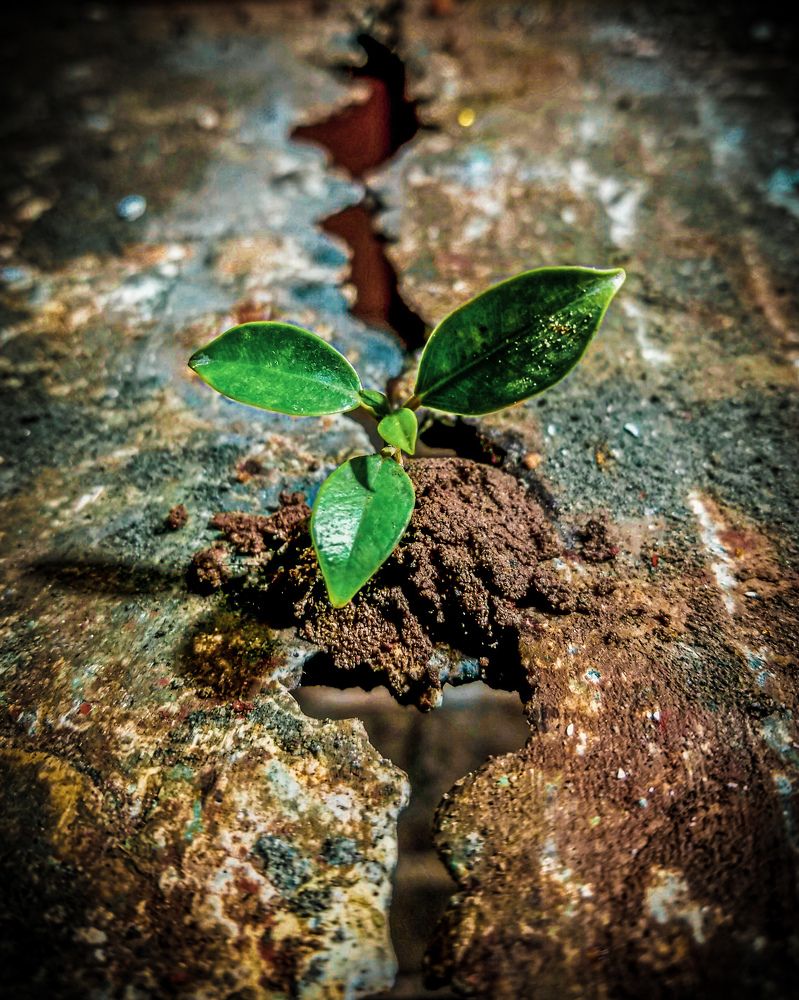 Photograph by HAFIZ MUHAMMAD KHAN