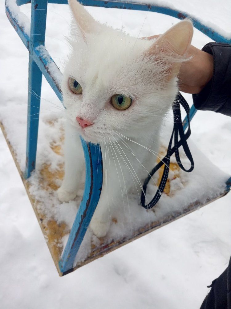 Photograph by limboi serhii