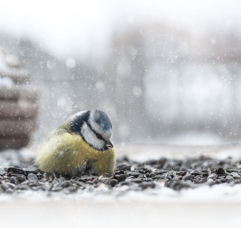 Скоро весна