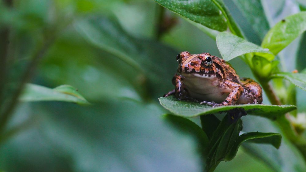 Photograph by Mithun Narayanan