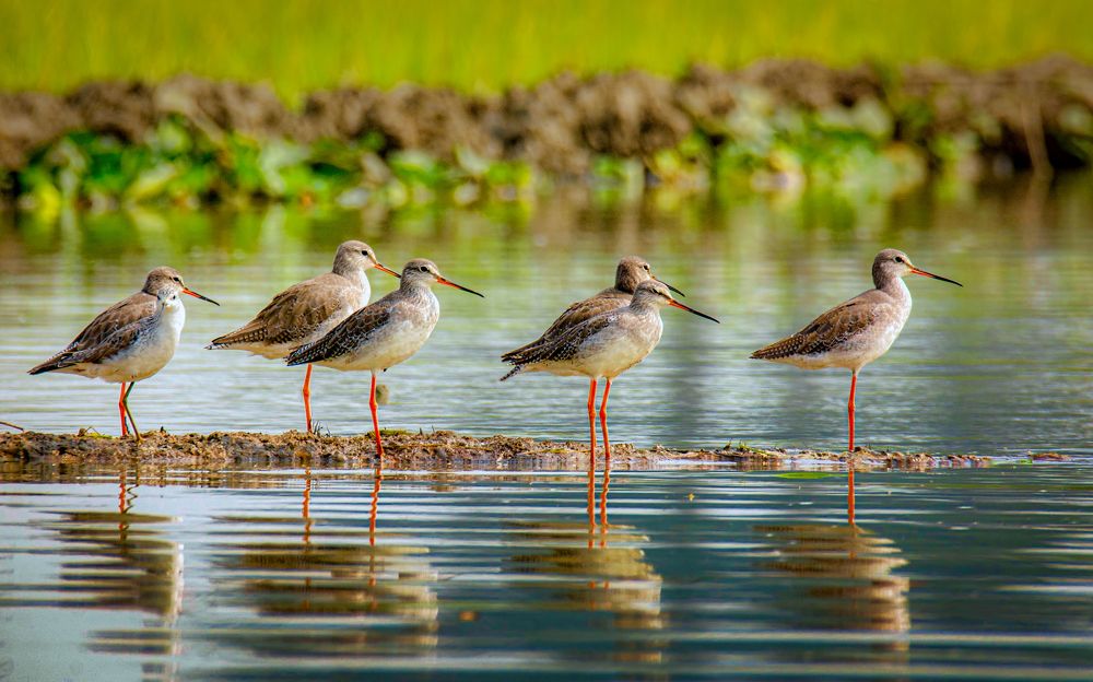 Spotted redshank