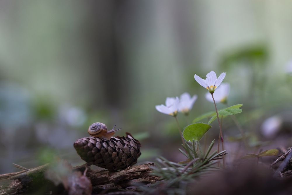 Photograph by Людмила Гудина