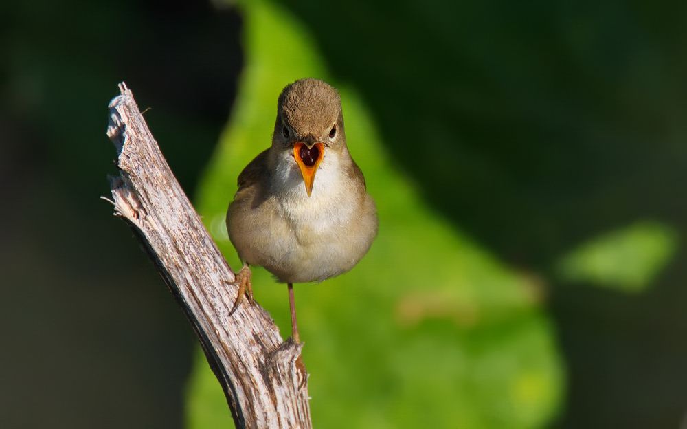 Болотная камышевка
