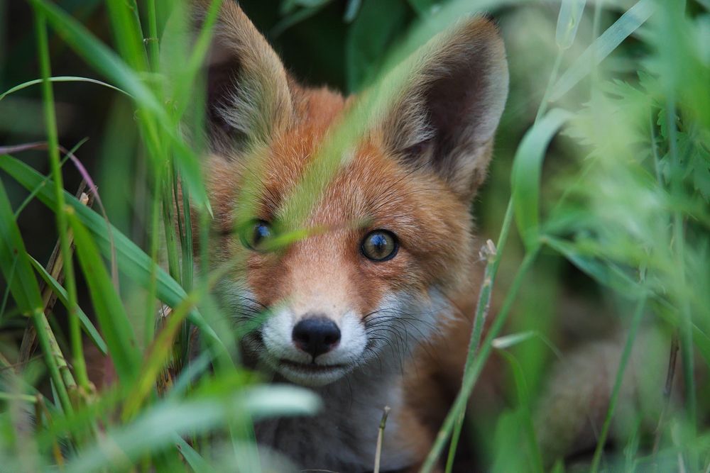 Лисий взгляд