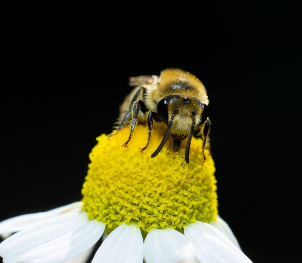 Photograph by Александр Шлюпиков