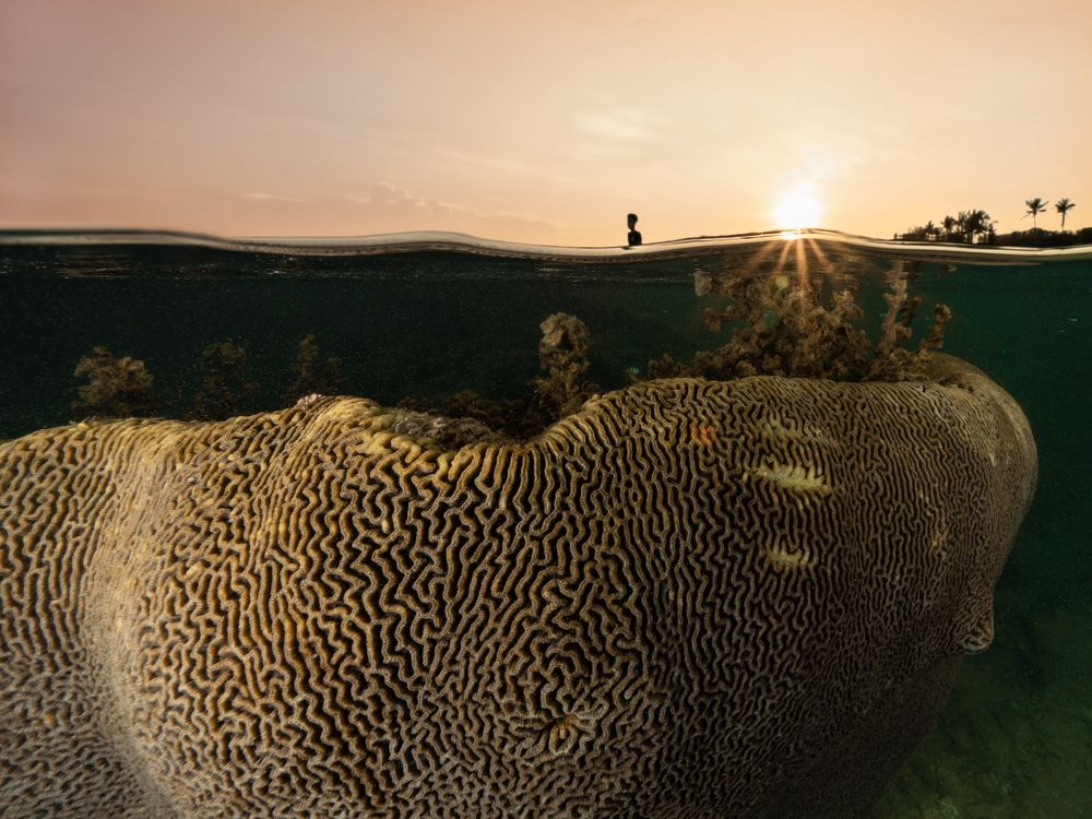 Maze coral at sunset