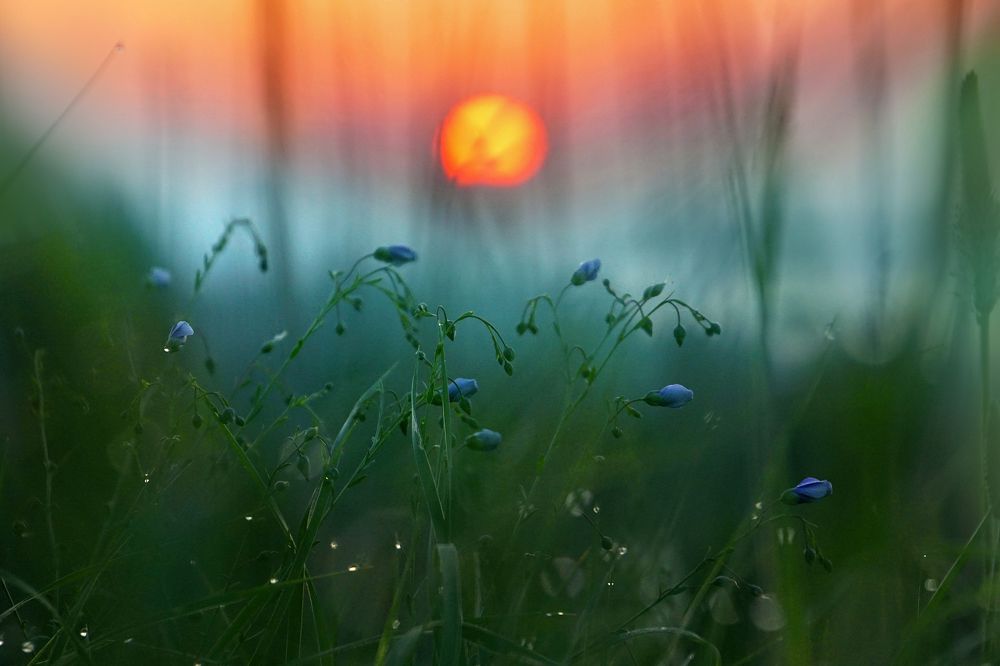 Таинство утра