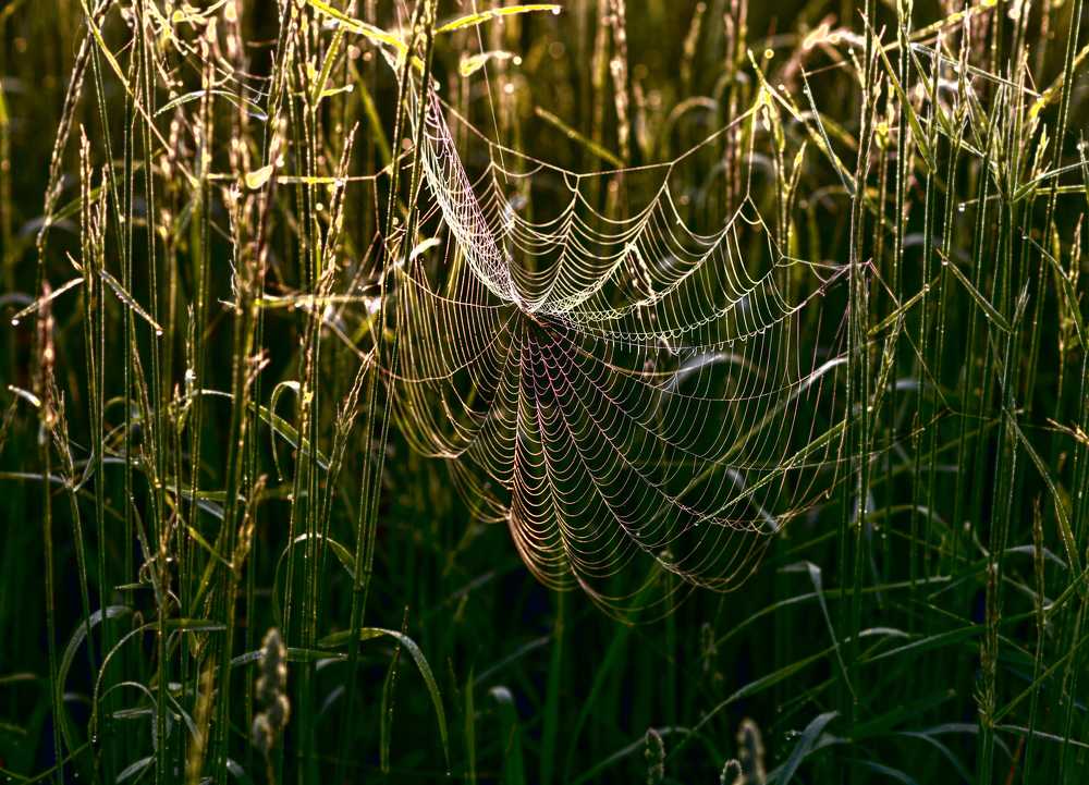 Photograph by victoria chaikova