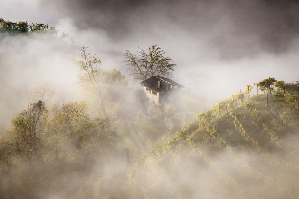 fog in the Prosecco Hills