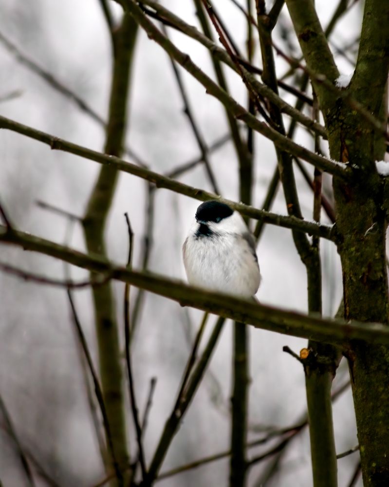 Photograph by Александр Соловьев