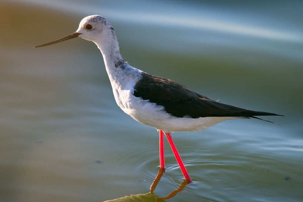 Ходулочник