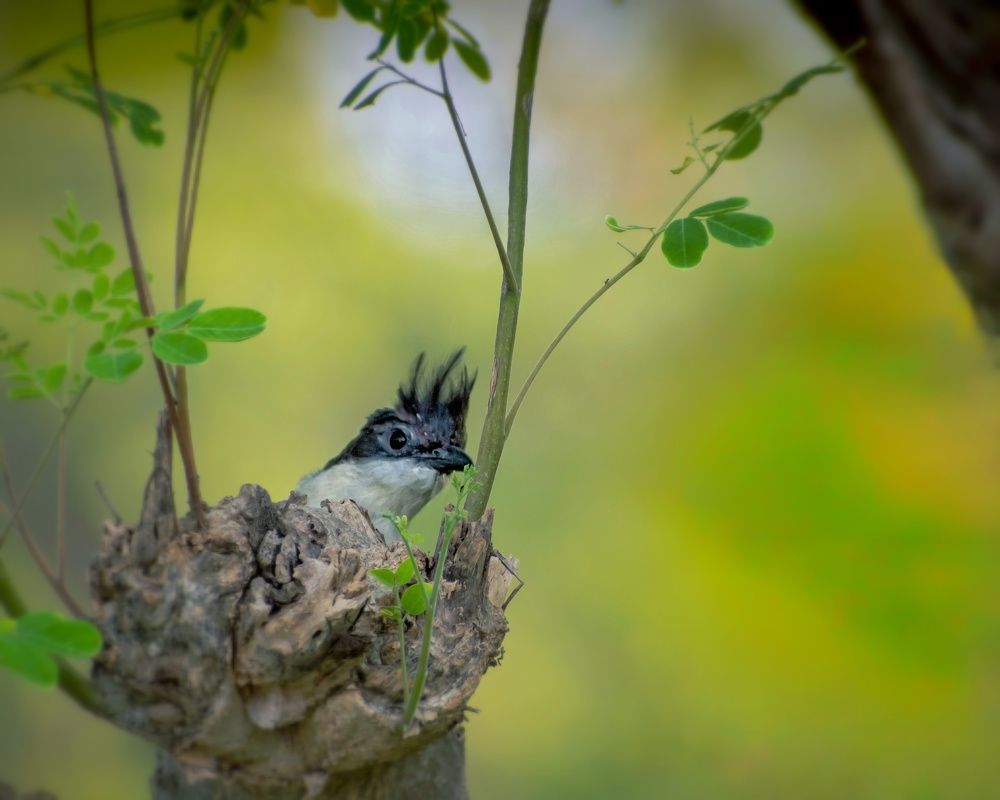 Portrait of Jacobin cuckoo